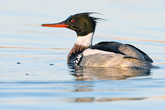 Red-breasted Merganser