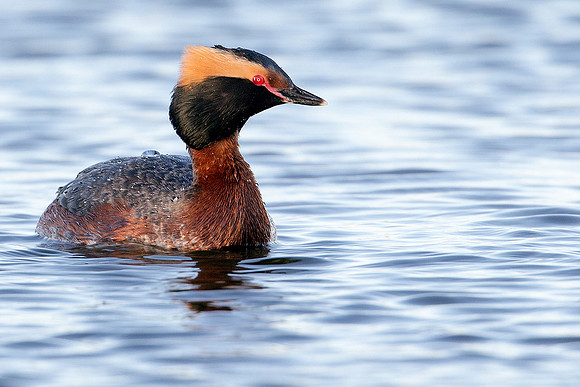 Horned Grebe