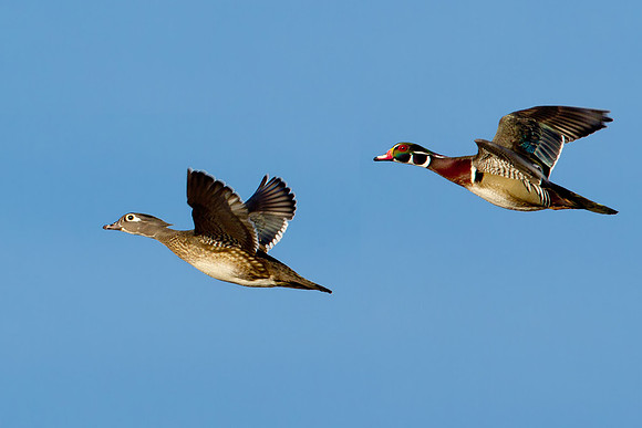 Wood Ducks