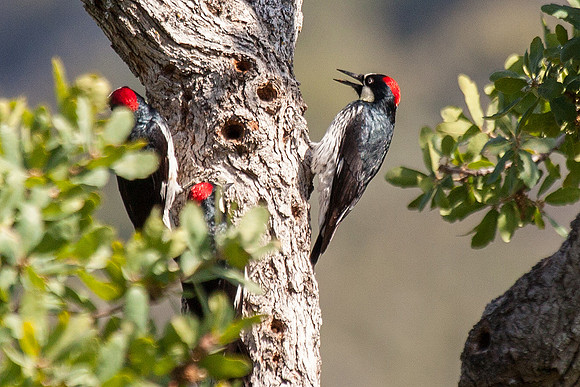 Acorn Woodpecker