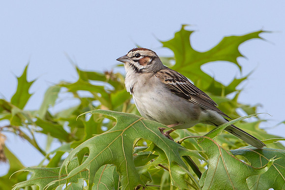 Lark Sparrow