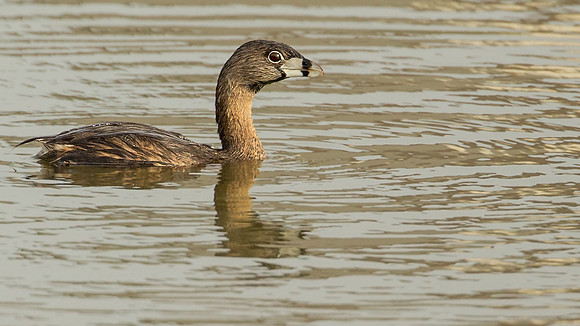 Pied-billed Grebe