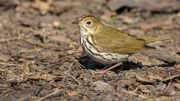 Ovenbird