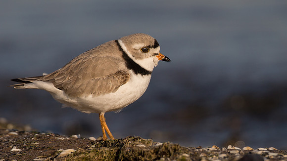Piping Plover
