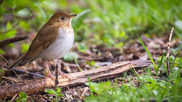 Veery