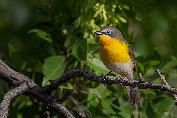 Yellow-breasted Chat
