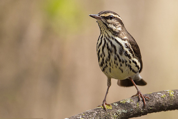 Northern Waterthrush