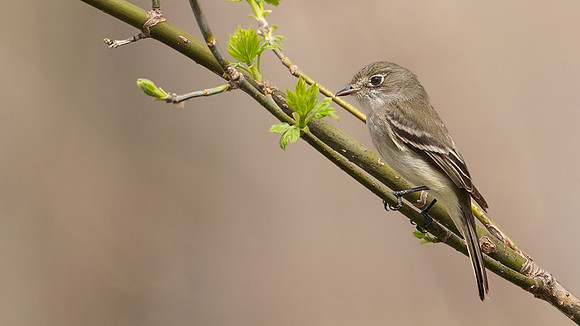 Least Flycatcher