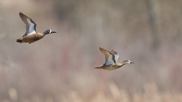 Blue-winged Teal