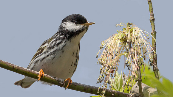 Blackpoll Warbler