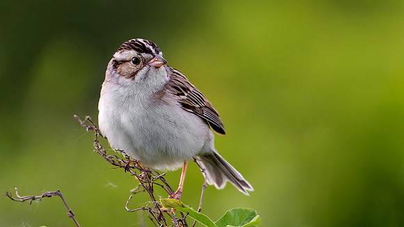 Clay-colored Sparrow
