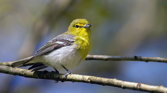 Yellow-throated Vireo