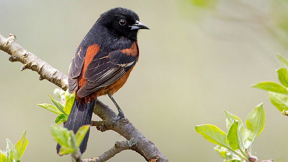 Orchard Oriole