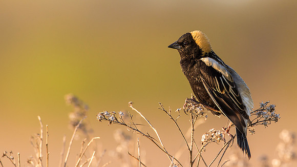 Bobolink