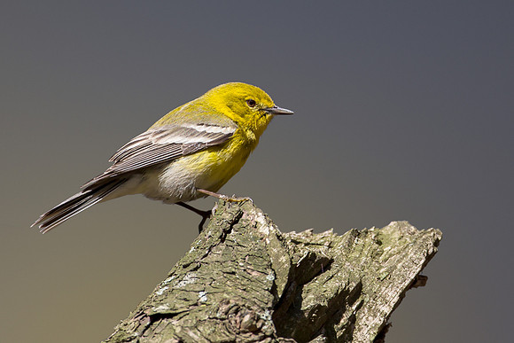 Pine Warbler