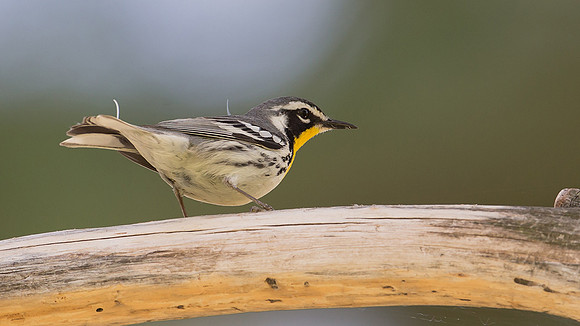 Yellow-throated Warbler