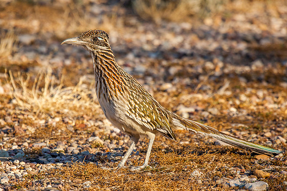Roadrunner
