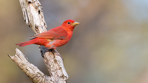 Summer Tanager