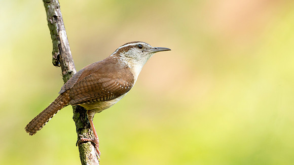 Carolina Wren