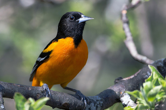 Baltimore Oriole