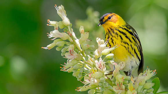 Cape May Warbler