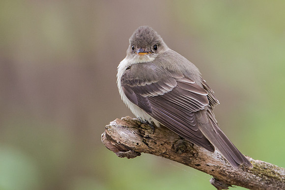 Eastern Wood-Pewee