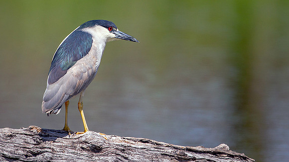 Black-crowned Night-Heron