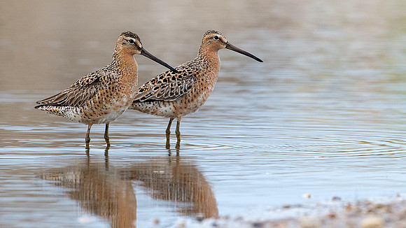 Short-billed Dowitcher