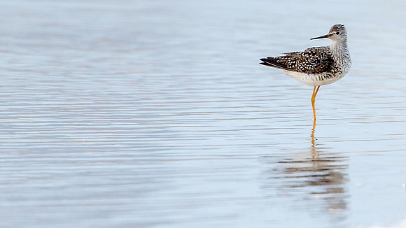 Lesser Yellowlegs