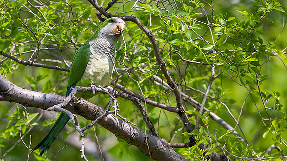 Monk Parakeet