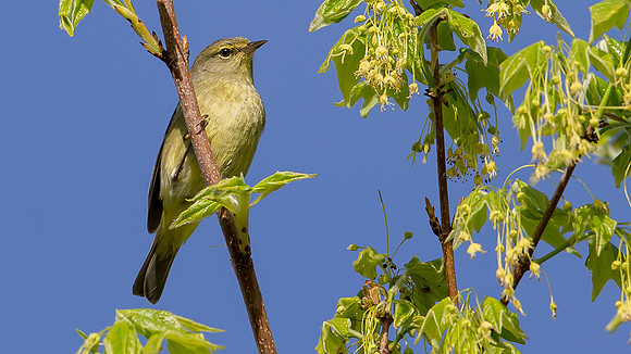 Orange-crowned Warbler