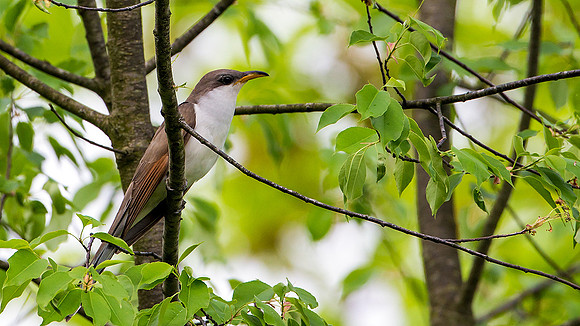 Yellow-billed Cuckoo