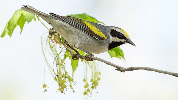 Golden-winged Warbler