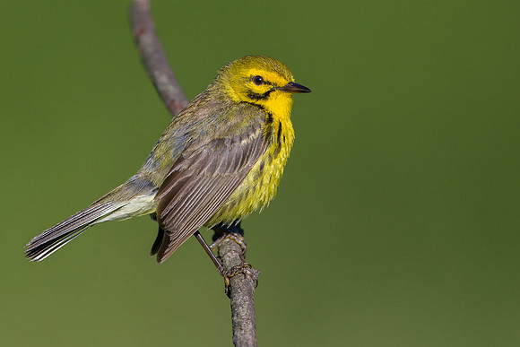 Prairie Warbler