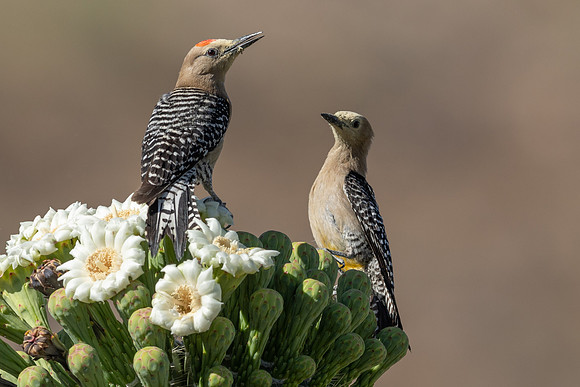 Gila Woodpecker