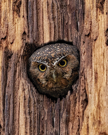 Elf Owl