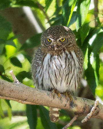 Pygmy Owl