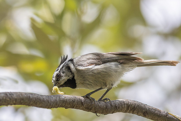 Bridled Titmouse