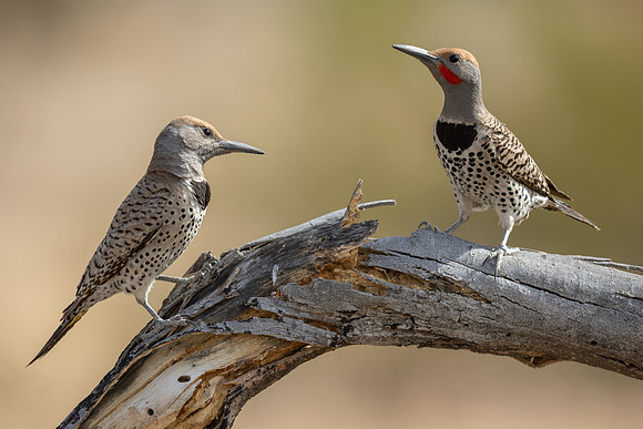 Gilded Flicker