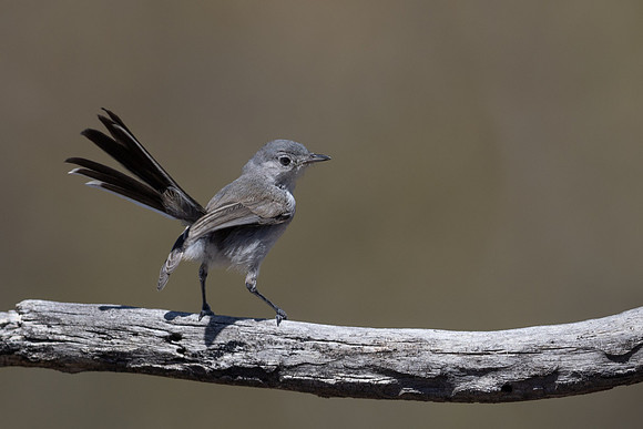 Black-tailed Gnatcatcher