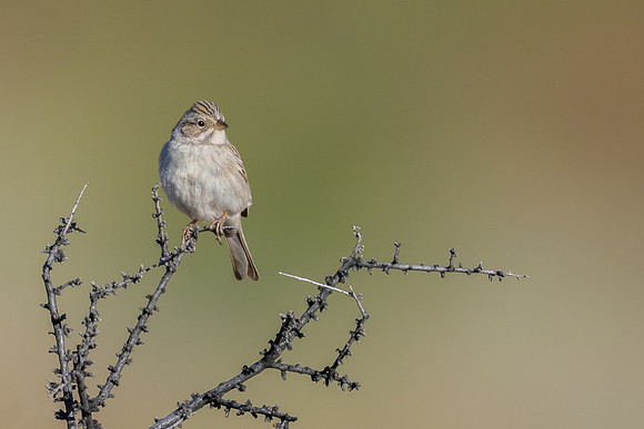 Brewer's Sparrow
