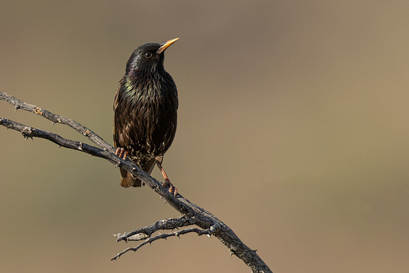 Starling