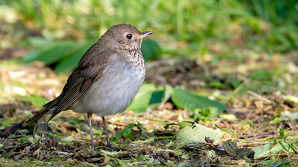 Gray-cheeked Thrush