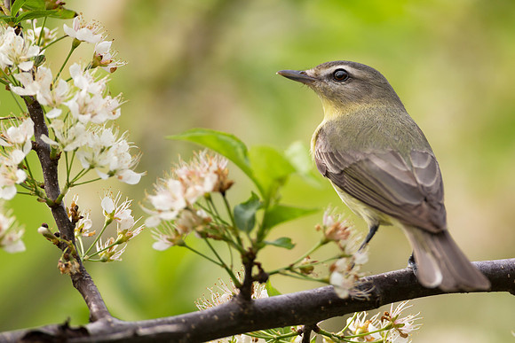 Philadelphia Vireo