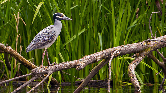 Yellow-crowned Night-Heron