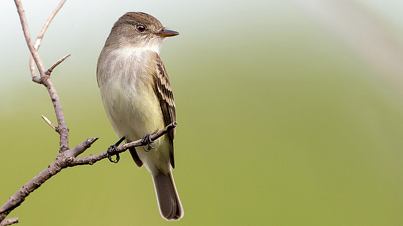 Willow Flycatcher