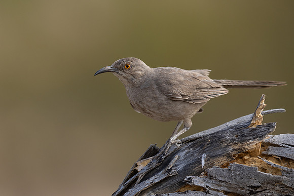 Curve-billed Thrasher