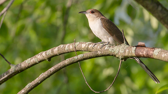 Black-billed Cuckoo