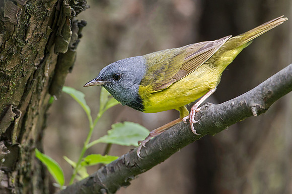 Mourning Warbler