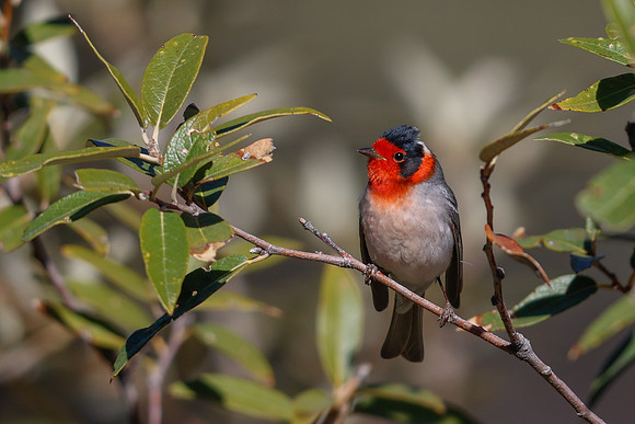Red-faced Warbler